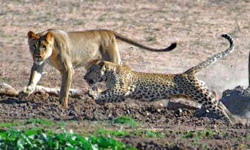 Những hình ảnh săn mồi đầy bất thường này được ghi nhận ở Công viên quốc gia Queen Elizabeth của Uganda. Thông thường, sư tử ít khi ăn thịt báo dù cho có giết chết con mồi của mình.