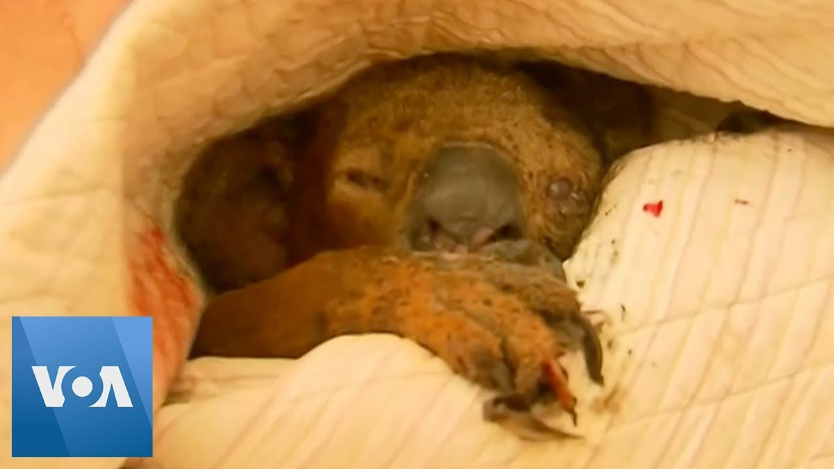 Koala được tìm thấy ở vùng dọc theo bờ biển phía đông và nam đảo chính, chính xác là ở Queensland, New South Wales, Victoria và Nam Úc.