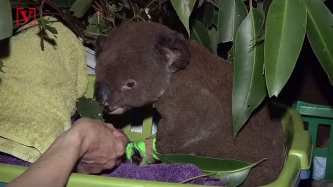 Koala mới sinh không có lông, chưa mở mắt, chưa có tai và chỉ bé bằng hạt đậu. Koala khi lọt lòng mẹ trèo lên cái túi lộn ngược của mẹ nó (có thể đóng mở theo ý muốn của koala mẹ) và bám vào một trong hai núm vú của mẹ. Koala nhỏ ở trong túi của mẹ trong khoảng 6 tháng đầu tiên, chỉ bú sữa. Trong thời gian này, nó phát triển tai, mắt và lông. Sau đó koala nhỏ sẽ bắt đầu đi ra ngoài.