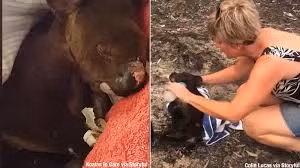 Hình ảnh về những con vật trong tình trạng bị bỏng và mất nước được người dân địa phương chăm sóc và cho ăn.