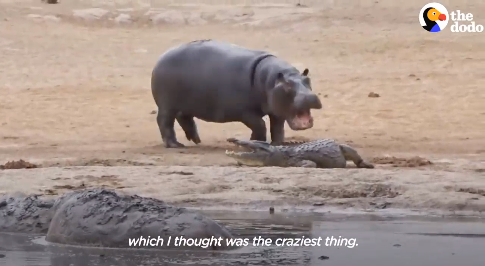 Cá sấu bị hà mã con “cà khịa” liên tục và kết bất ngờ Ca sau bi ha ma con “ca khia” lien tuc va ket bat ngo