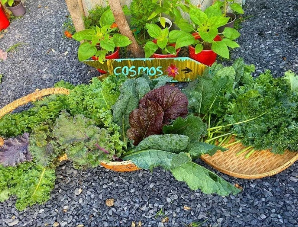 Khu vườn trăm loạt rau đẹp lung linh ở Củ Chi - Hình 2 Khu vuon tram loat rau dep lung linh o Cu Chi-Hinh-2