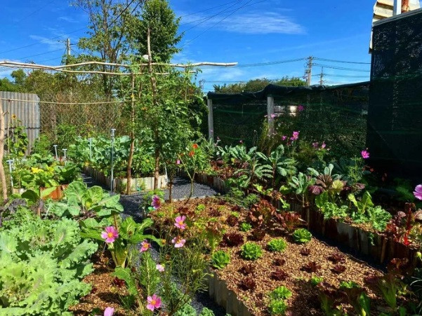 Khu vườn trăm loạt rau đẹp lung linh ở Củ Chi Khu vuon tram loat rau dep lung linh o Cu Chi