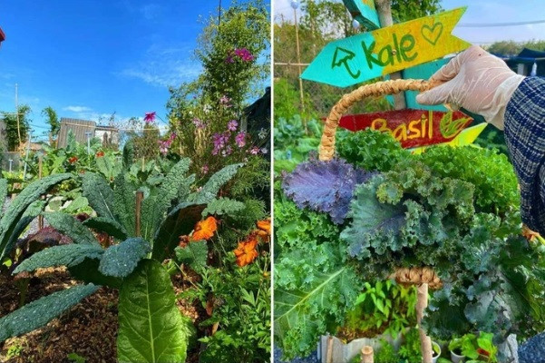 Khu vườn trăm loạt rau đẹp lung linh ở Củ Chi - Hình 4 Khu vuon tram loat rau dep lung linh o Cu Chi-Hinh-4