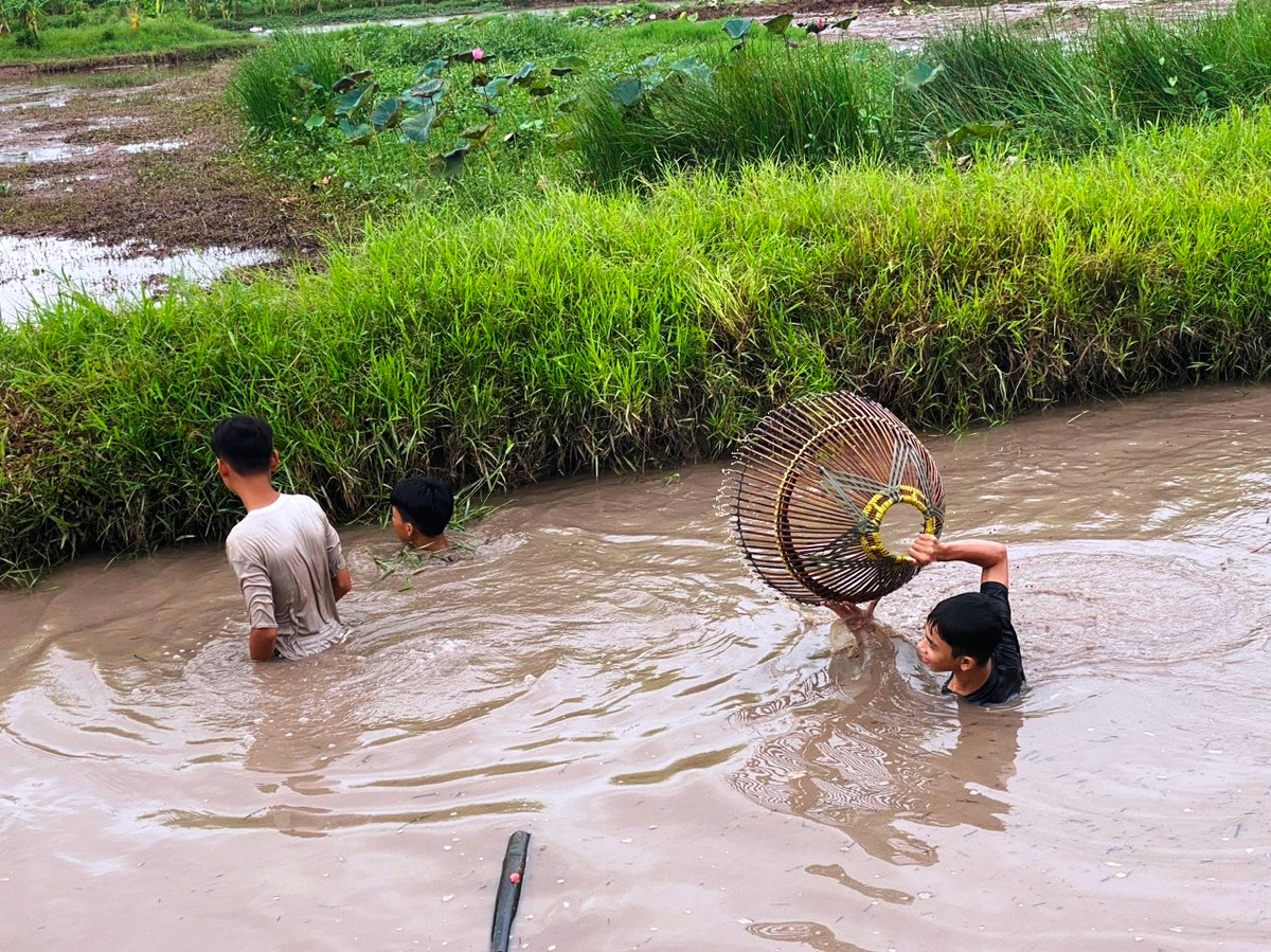 Có cả trẻ em tham gia úp nơm bắt cá.