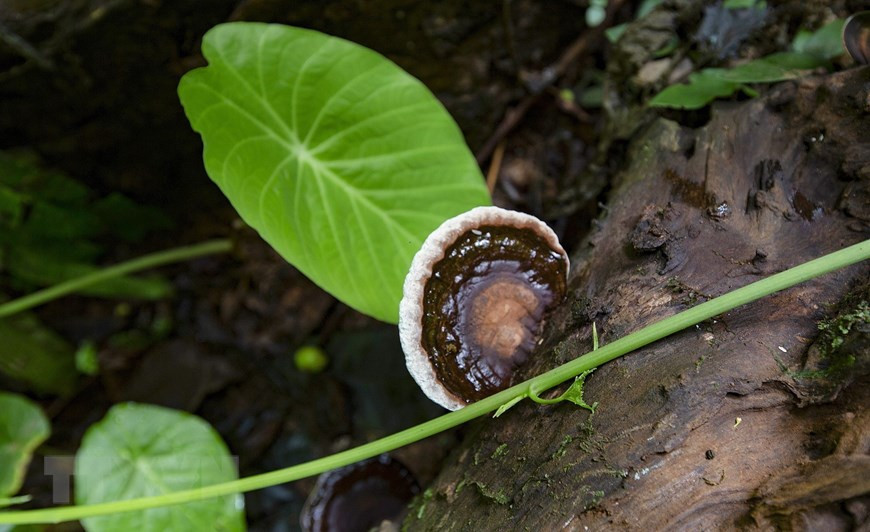 Thảm thực vật trên lối đi vào hang Sưng. (Ảnh: Trọng Đạt/TTXVN)