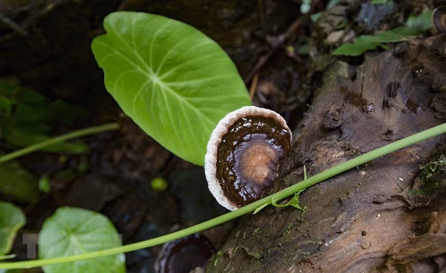 Thảm thực vật trên lối đi vào hang Sưng. (Ảnh: Trọng Đạt/TTXVN)