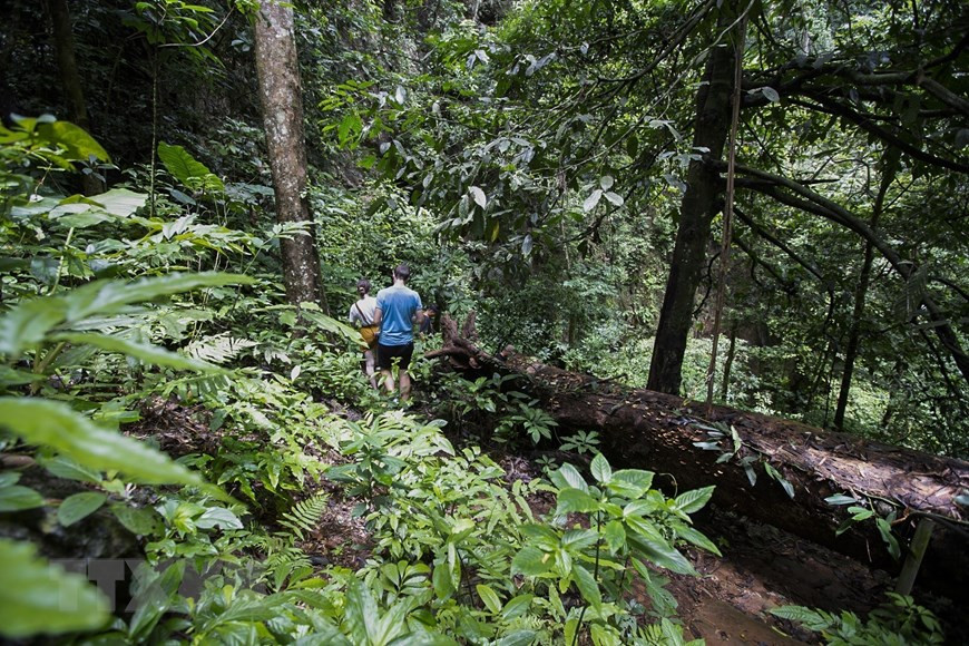 Hệ sinh thái trên lối đi vào hang Sưng. (Ảnh: Trọng Đạt/TTXVN)