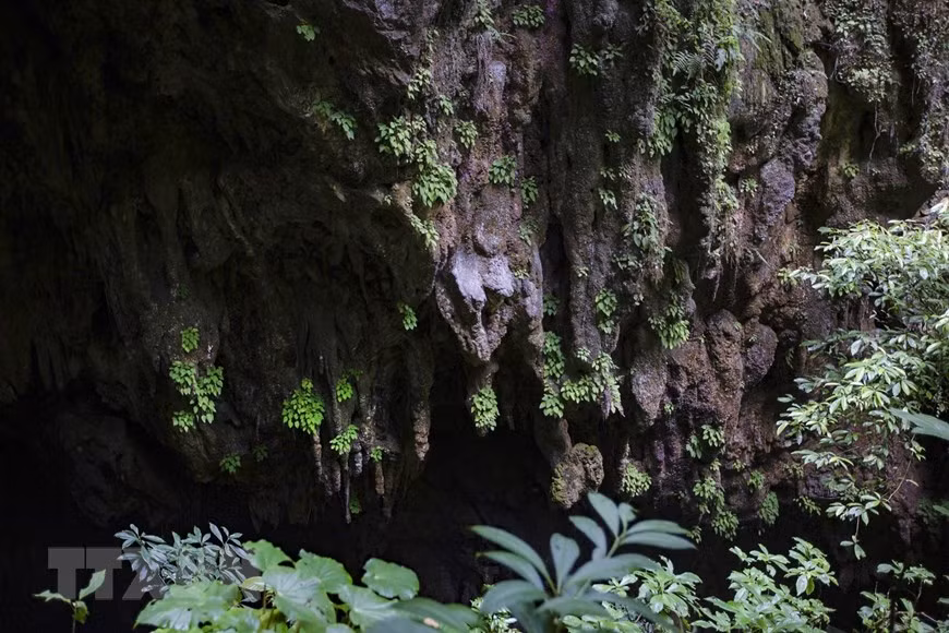 Vẻ đẹp nguyên vẹn từ các thạch nhũ phía trước cửa Hang Sưng. (Ảnh: Trọng Đạt/TTXVN) 