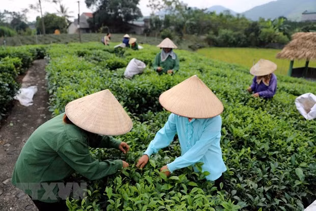 Thái Nguyên phát triển du lịch gắn với văn hóa chè - Hình 2 Thai Nguyen phat trien du lich gan voi van hoa che-Hinh-2