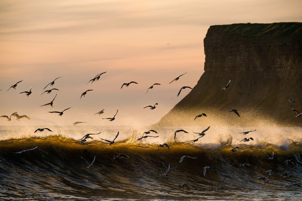 Chim biển bay trên những con sóng lớn lúc bình minh ở Saltburn-by-the-Sea, Anh. (Nguồn Guardian)