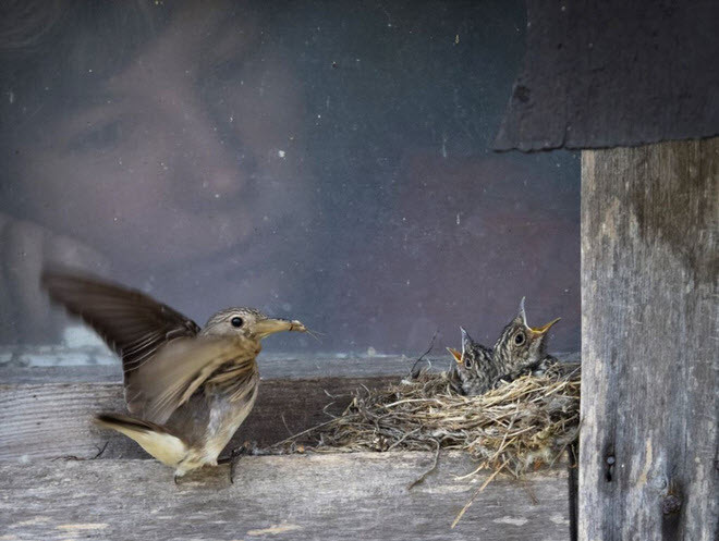 Chim mẹ đang mớm thức ăn cho chim non trên tổ của chúng tại ngôi làng Podolye, St. Petersburg, Nga. (Nguồn Guardian)