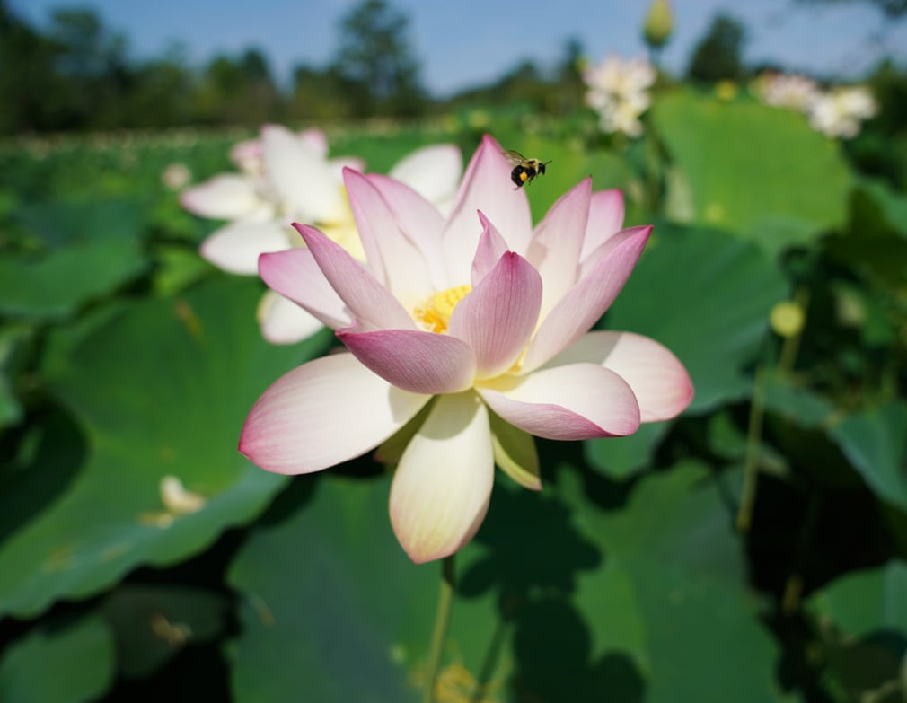 Ong bay trên bông hoa sen trong công viên Kenilworth ở thành phố Washington, Mỹ. (Nguồn Guardian)