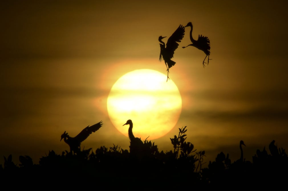 Những con chim diệc bay về tổ nghỉ ngơi lúc hoàng hôn ở Kajhu, Indonesia. (Nguồn Guardian)