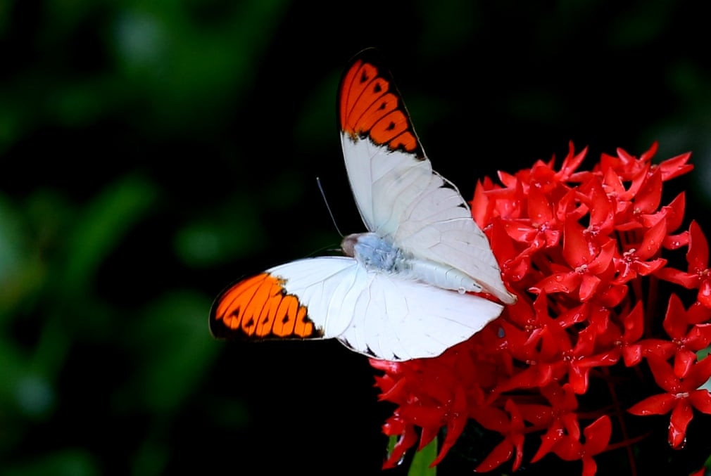 Bướm nghỉ ngơi trên bông hoa tại thành phố Yangon, Myanmar. (Nguồn Guardian)