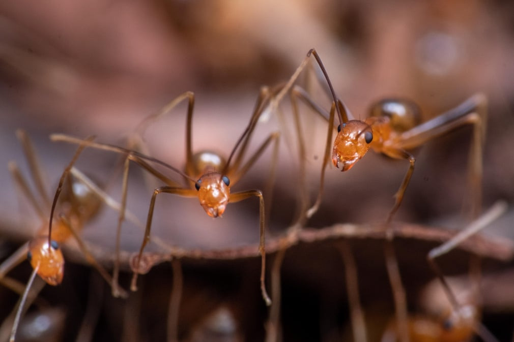 Kiến vàng điên ở Queensland, Australia. (Nguồn Guardian)