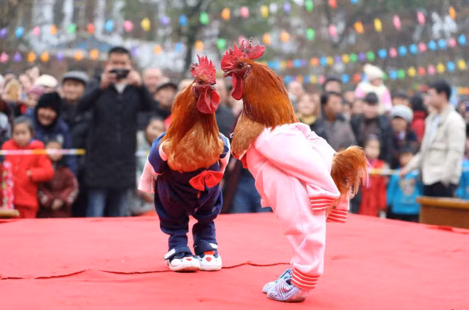 Hình ảnh động vật ấn tượng chụp cảnh gà trống được mặc quần áo trong một cuộc thi sắc đẹp dành cho gà tại thành phố Quảng An, tỉnh Tứ Xuyên, Trung Quốc. (Nguồn Guardian)