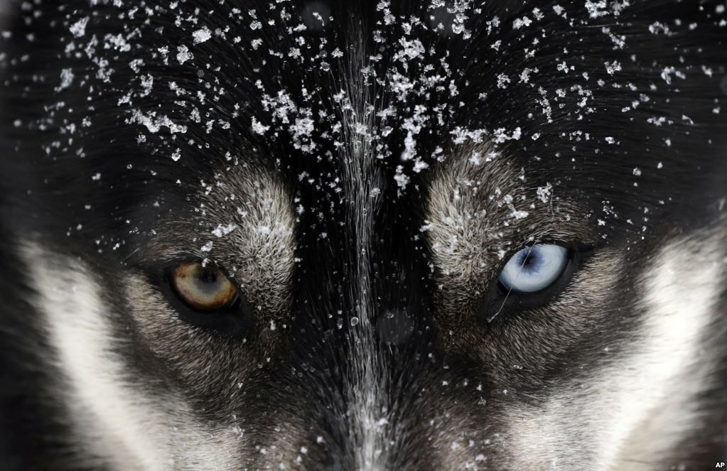 Một chú chó chờ xuất phát trong cuộc đua chó kéo Sedivackuv Long gần ngôi làng Destne v Orlicky Horach ở Cộng hòa Czech. (Nguồn Guardian)