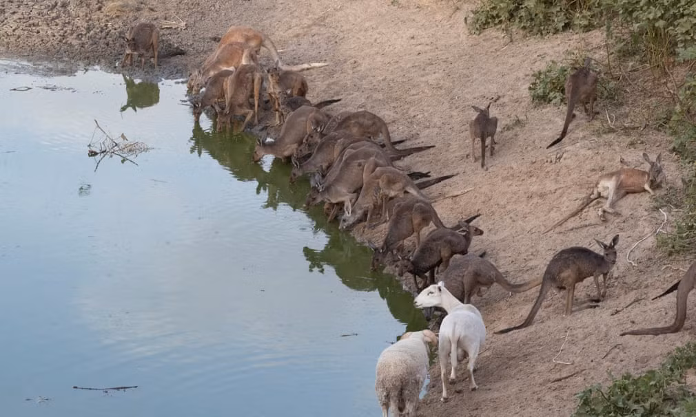 Chuột túi đua nhau uống nước tại hồ Cawndilla gần Menindee ở New South Wales, Australia. (Nguồn Guardian)