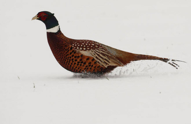 Gà lôi chạy trên cánh đồng phủ đầy tuyết ở Niergnies, Pháp. (Nguồn Guardian)