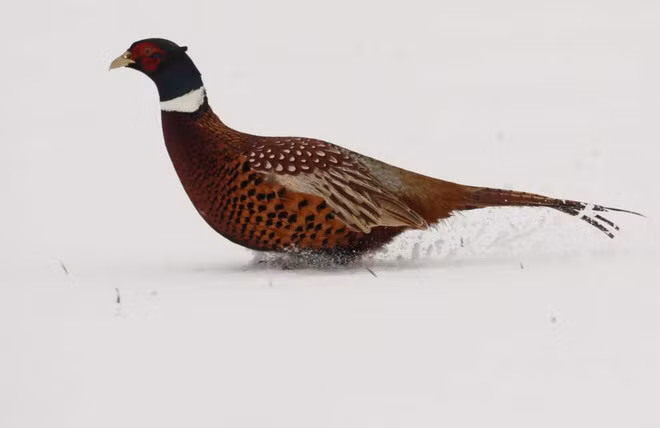 Gà lôi chạy trên cánh đồng phủ đầy tuyết ở Niergnies, Pháp. (Nguồn Guardian)