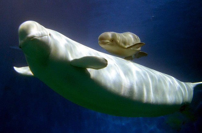 Hai mẹ con cá voi trắng bơi trong trung tâm nhân giống Chimelong Ocean Kingdom ở thành phố Châu Hải, tỉnh Quảng Đông, Trung Quốc. (Nguồn Guardian)