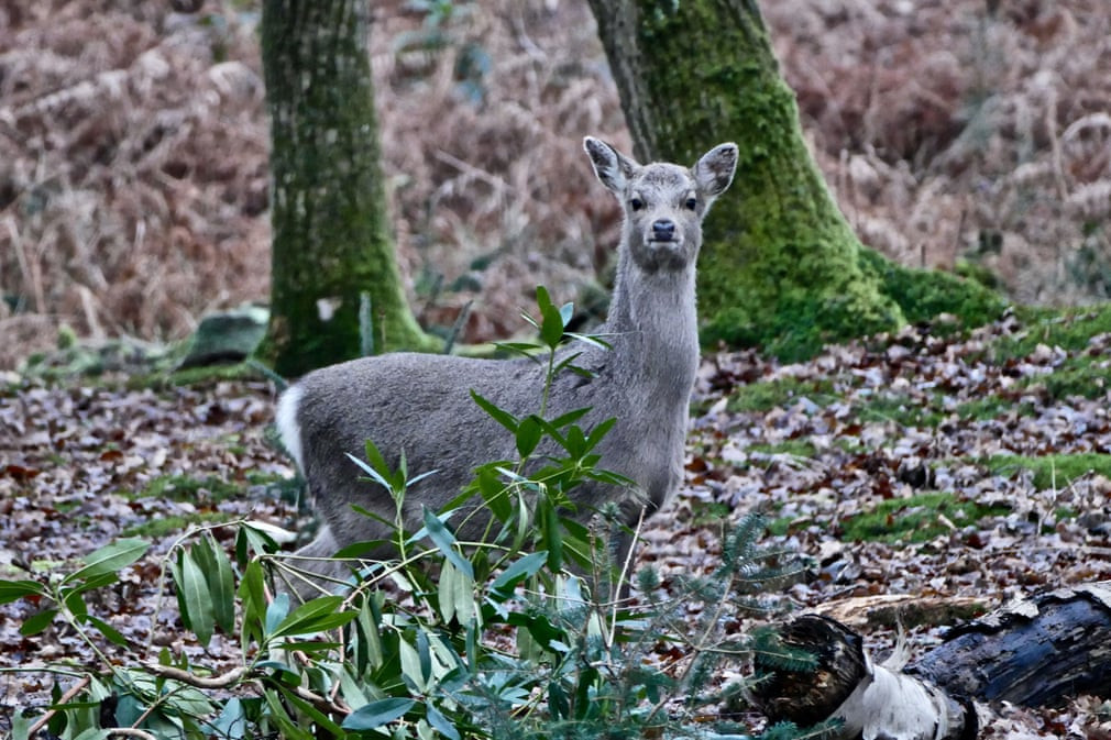 Hươu kiếm ăn trong rừng ở Arne, Dorset, Anh. (Nguồn Guardian)