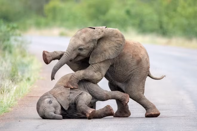 Cặp voi con chơi đùa với nhau trong vườn quốc gia Kruger, Nam Phi. (Nguồn Guardian)
