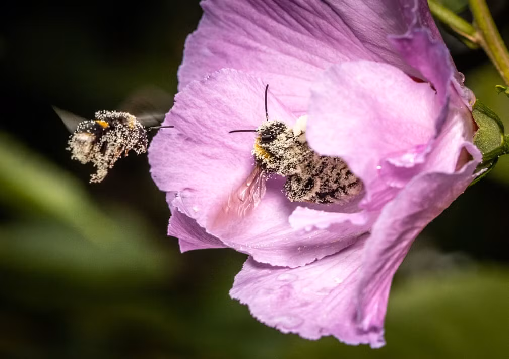 Những con ong hút phấn hoa trong một khu vườn ở Bornheim, Frankfurt, Đức. (Nguồn Guardian)