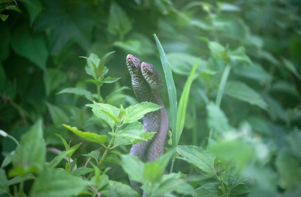 Cặp rắn độc cuộn lấy nhau trong một khu vườn ở Mahottari, Nepal. (Nguồn Guardian)