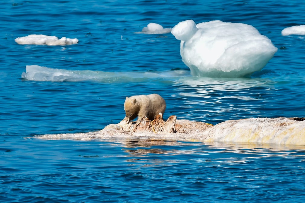 Gấu bắc cực con ăn thịt xác cá voi ở Bắc Cực. (Nguồn Guardian)