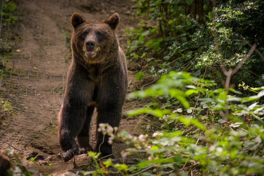 Gấu đi lang thang trong khu bảo tồn động vật Bear Wood gần Bristol, Anh. (Nguồn Guardian)