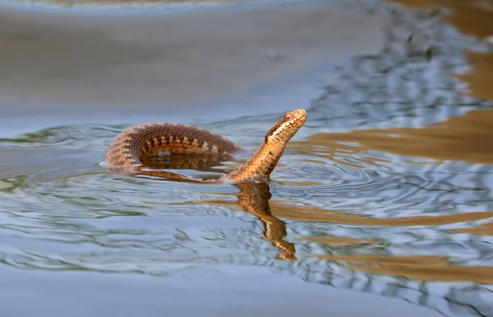 Rắn lục bơi dưới nước trong khu bảo tồn thiên nhiên Hickling ở Norfolk, Anh. (Nguồn Guardian)