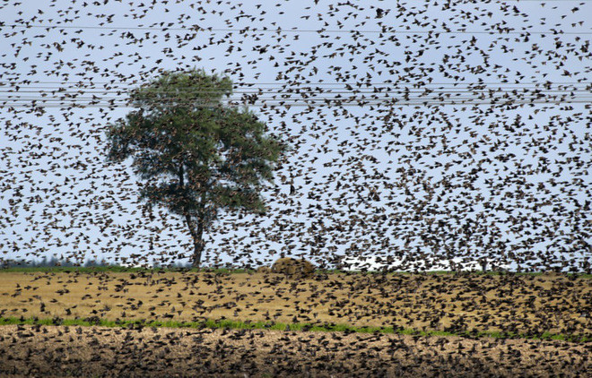  Chim sáo đá bay kín bầu trời trên một cánh đồng ở thành phố Minsk, Belarus. (Nguồn Guardian)