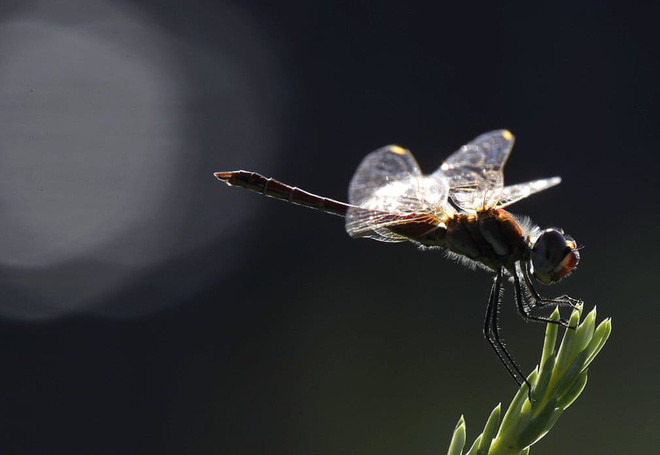Chuồn chuồn đậu trên lá thông trong một công viên ở thành phố Milan, Italia. (Nguồn Guardian)