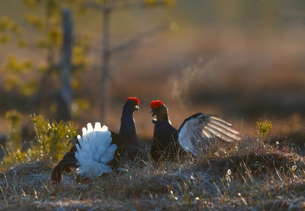 Hình ảnh động vật ấn tượng ghi cảnh cặp gà thông đen tình từ với nhau trong mùa sinh sản tại khu bảo tồn Berezinski ở Kraitsy, Belarus. (Nguồn Guardian)