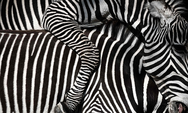 Hình ảnh cận cảnh của một con ngựa vằn trong vườn thú Parc zoologique de Paris ở thành phố Paris, Pháp. (Nguồn Guardian)