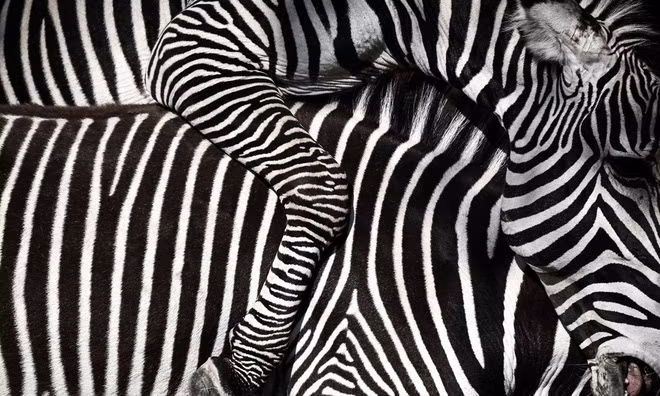 Hình ảnh cận cảnh của một con ngựa vằn trong vườn thú Parc zoologique de Paris ở thành phố Paris, Pháp. (Nguồn Guardian)