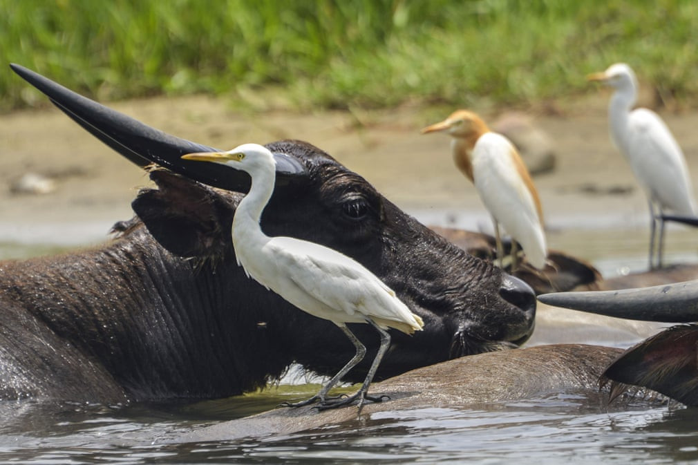 Chim diệc bạch đậu trên lưng trâu dưới sông Manggamat ở tỉnh Aceh, Indonesia. (Nguồn Guardian)