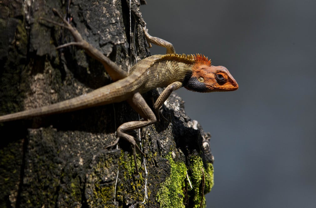 Nhông hàng rào bò trên thân cây ở Gauhati, Ấn Độ. Vào mùa sinh sản, đầu của cá thể đực chuyển màu sáng nổi bật. (Nguồn Guardian)