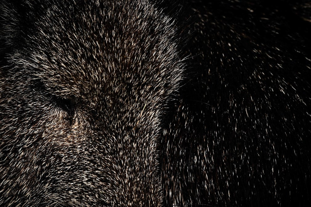 Cận cảnh một con lợn lòi trong vườn thú Parc zoologique de Paris ở thành phố Paris, Pháp. (Nguồn Guardian)