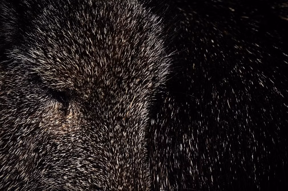 Cận cảnh một con lợn lòi trong vườn thú Parc zoologique de Paris ở thành phố Paris, Pháp. (Nguồn Guardian)