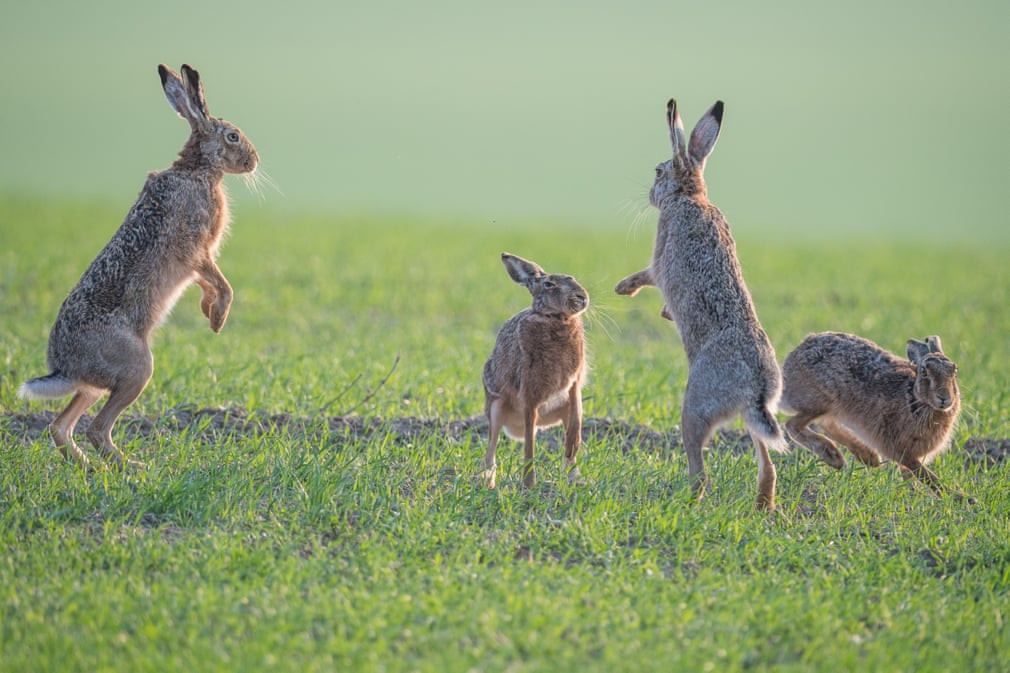 Những con thỏ chơi đùa với nhau trên bãi cỏ dưới trời nắng ấm áp. (Nguồn Guardian)