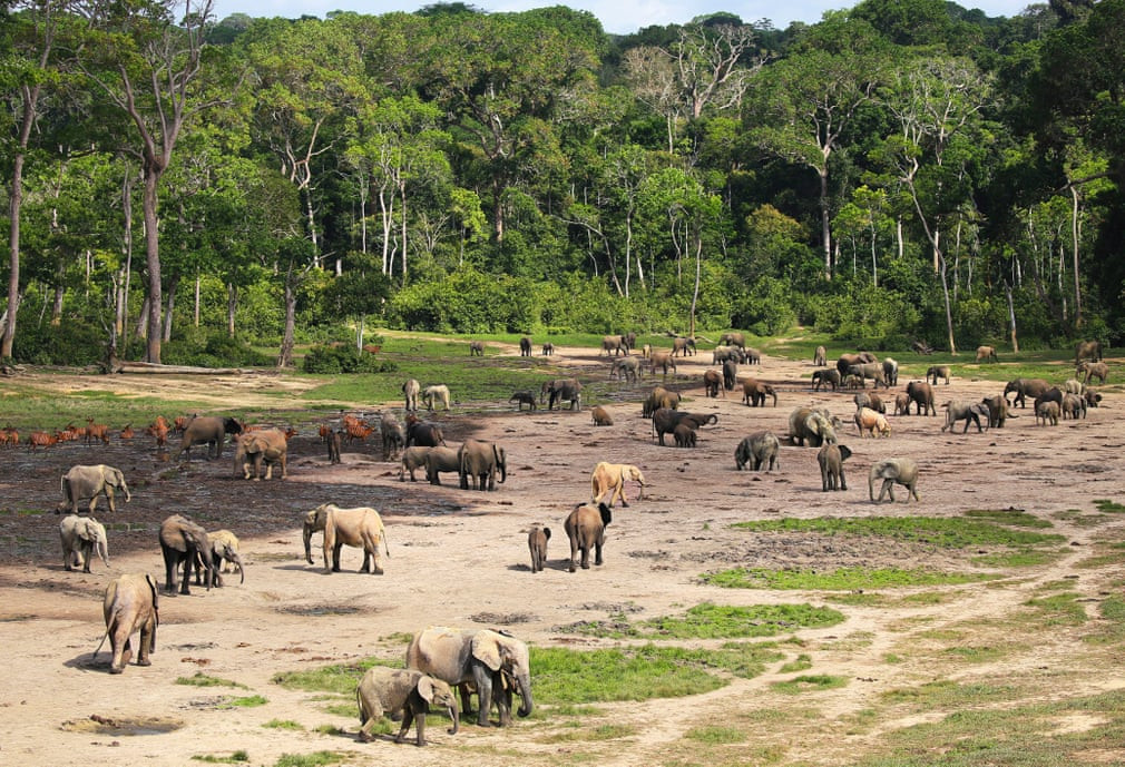 Hàng chục con voi hoang dã tập trung tại khu vực Dzanga Bai ở Trung Phi. (Nguồn Guardian)