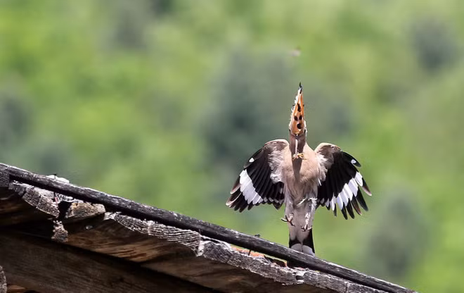 Chim đầu rìu được coi là biểu tượng của hòa bình và hạnh phúc ở tỉnh Hắc Long Giang, Trung Quốc. (Nguồn Guardian)