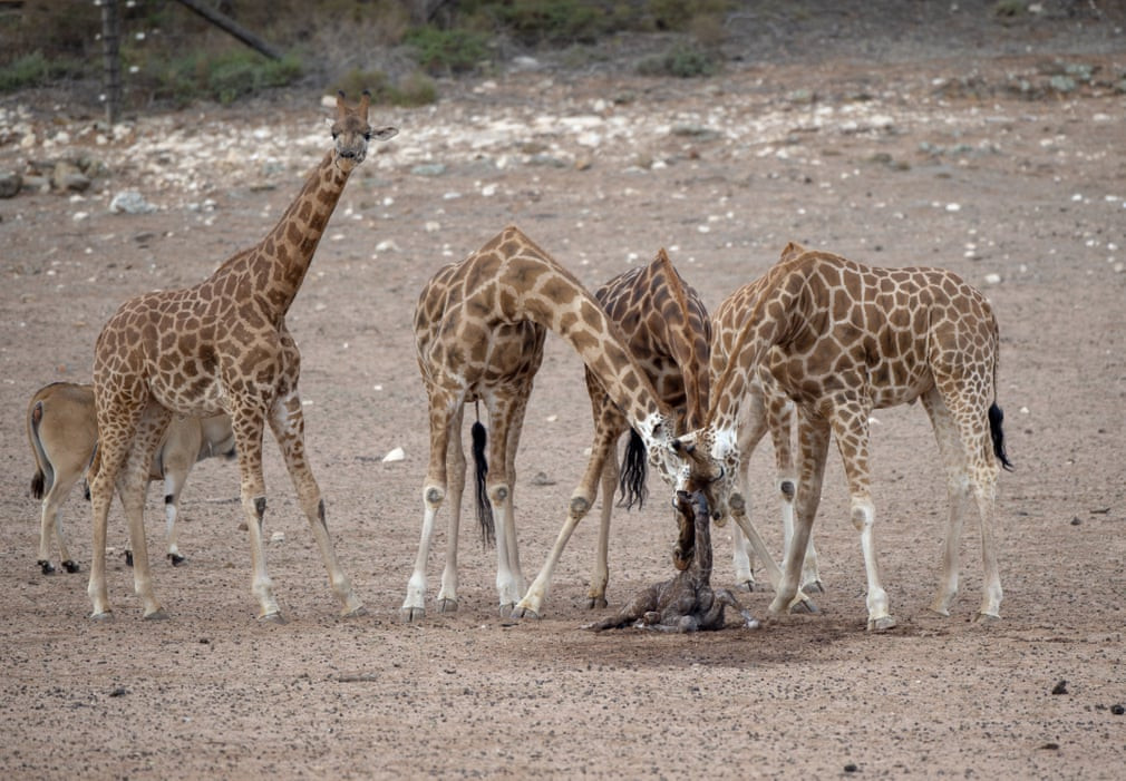 Hươu cao cổ con chào đời trong vườn thú Monarto ở Adelaide, Australia. (Nguồn Guardian)