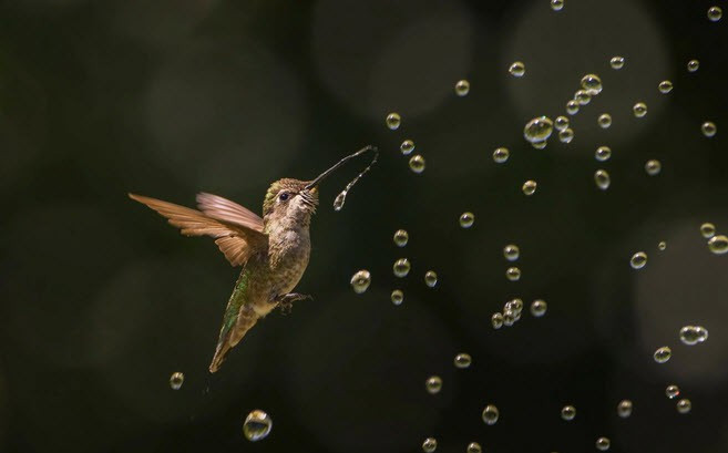 Chim ruồi chơi với những giọt nước bắn ra từ vòi xịt ở bang California, Mỹ. (Nguồn Guardian)