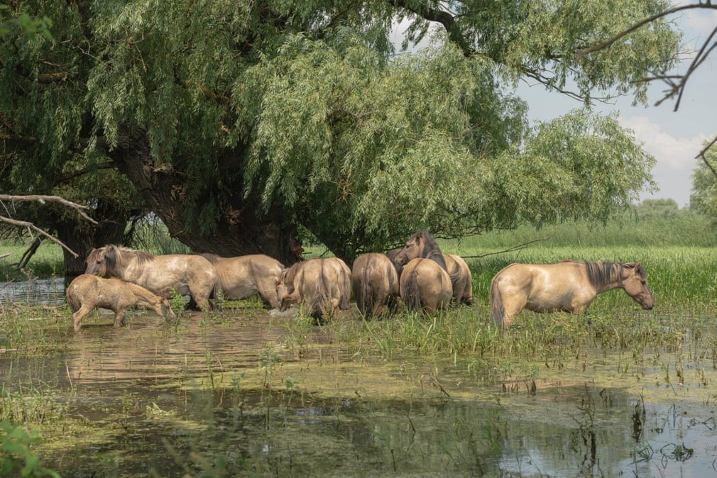 Đàn ngựa hoang kiếm ăn trong rừng ngập nước tại vùng đồng bằng sông Danube ở Ukraine. (Nguồn Guardian)