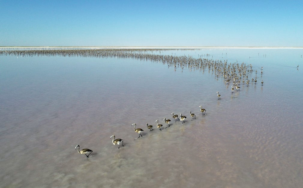 Đàn chim hồng hạc nghỉ ngơi trên hồ Tuz ở tỉnh Konya, Thổ Nhĩ Kỳ. (Nguồn Guardian)
