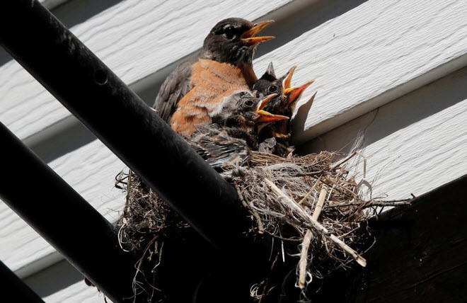 Chim oanh mẹ bảo vệ những con chim non trên tổ của chúng ở Nyack, New York, Mỹ. (Nguồn Guardian)